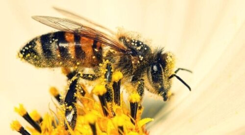 Forskningsstudier visar att bin kan räkna