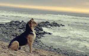 Historien om Vaguito, den peruanska Hachiko