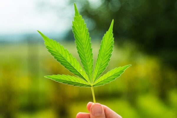 Studie slår hål på en märklig myt om marijuana