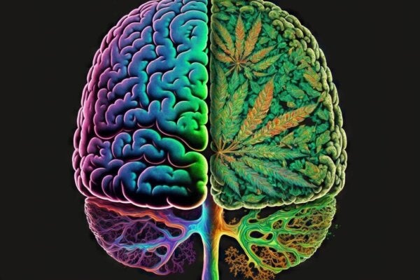 Länken mellan cannabis och schizofreni