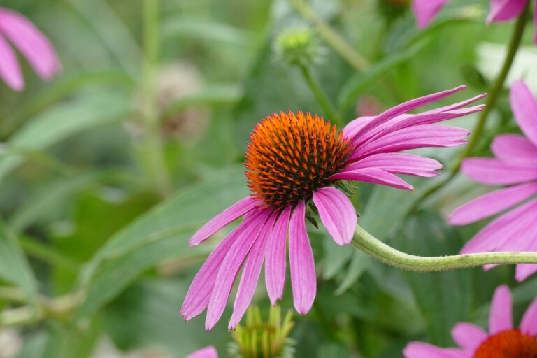 Blomma