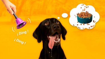 Vad är ett betingat stimulus? Egenskaper och exempel